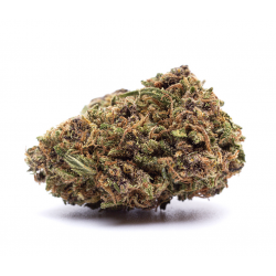 Orange Bud