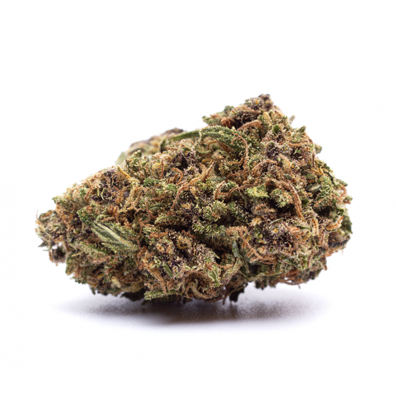 Orange Bud