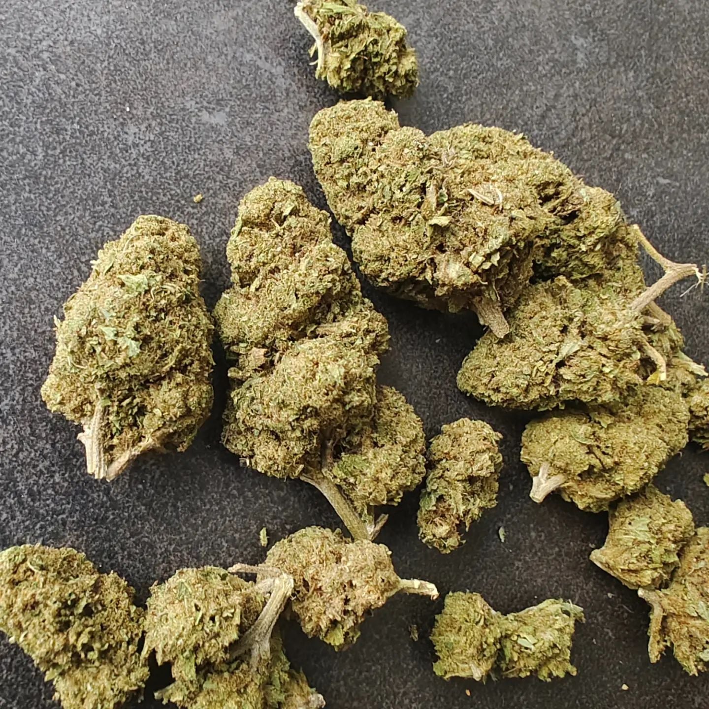 Belle Touraine Top Bud